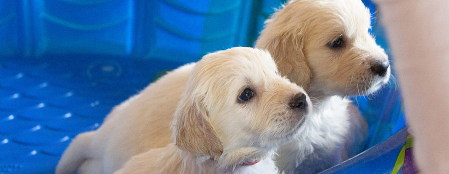 The Benefits of A Therapy Dog Program In Schools